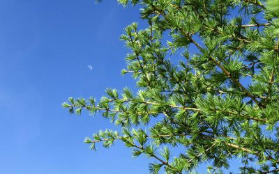 LARCH ARABINOGALACTAN